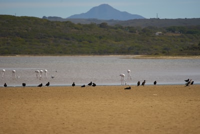 A flock of geese on the beach in brown during the day
